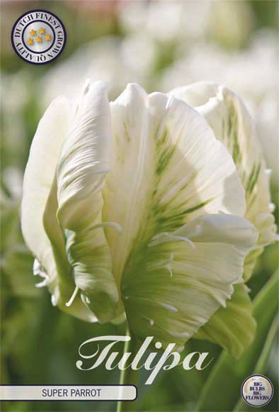 Tulip Parrot Super Parrot 7-pakning (NY)